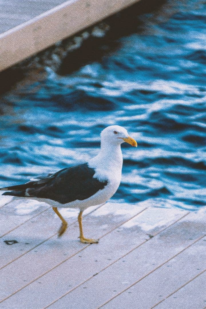 Gaivota no deque à beira da Lagoa